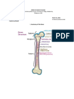 IGNACIO, Andee - Anatomy of The Bone and Brain Function When in Pain - Ortho