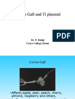 Crown Gall and Ti Plasmid