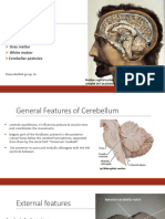 Cerebellum Structure and Connections