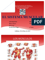 Exposicion El Sistema Muscular