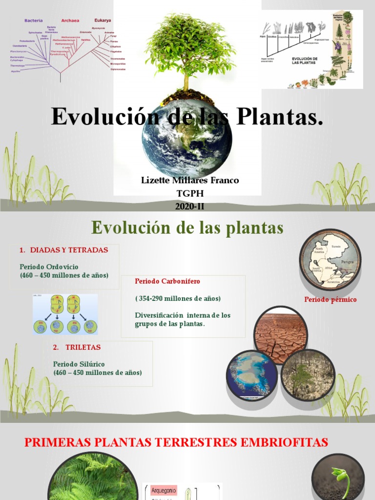Evolución de Plantas Terrestres | PDF | Plantas | Espora