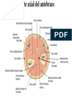 Corte Axial de El Antebrazo