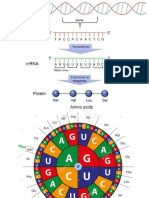 Coding Dna Rna