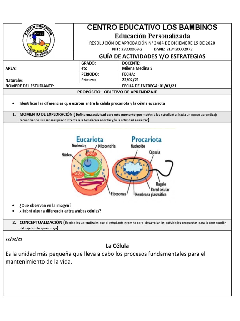 Actividades sobre Células Eucariotas y Procariotas | PDF | Citoplasma ...