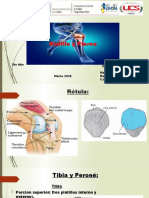 Rodilla y Pierna: Anatomía y Funciones