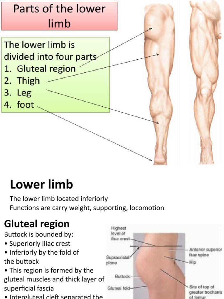 Lect 1 B Muscle | PDF | Buttocks | Human Anatomy