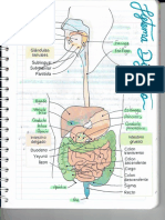 Sistema Digestivo