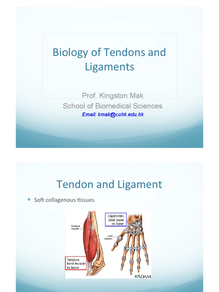 Tendon and Ligament Biology Overview | PDF | Tendon | Collagen