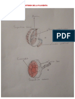 Anatomia de La Placenta