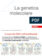 Duplicazione DNA Sintesi Proteica