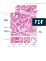 Oral Cavity and Salivary Glands Anatomy