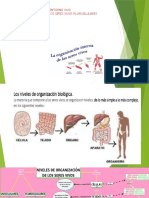 Diapositivas Niveles de Organizacion de Los Seres Vivos 4°