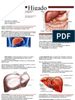 Higado