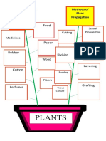plants-mind-map