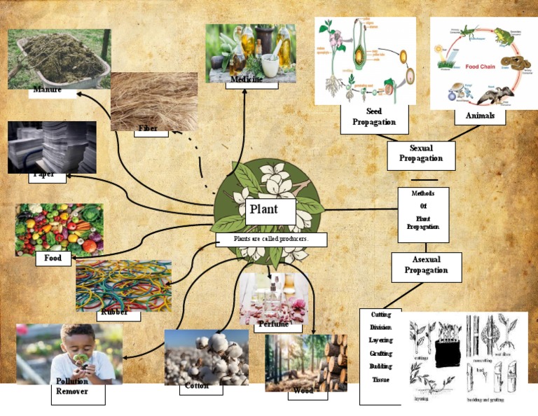 Plant Propagation Methods Explained | PDF