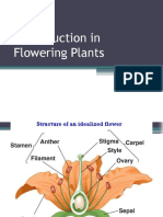 Flowering Plants