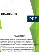 tracheofite