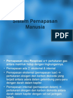 Sistem Pernapasan Manusia