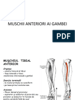 10-Muschi Anteriori Ai Gambei