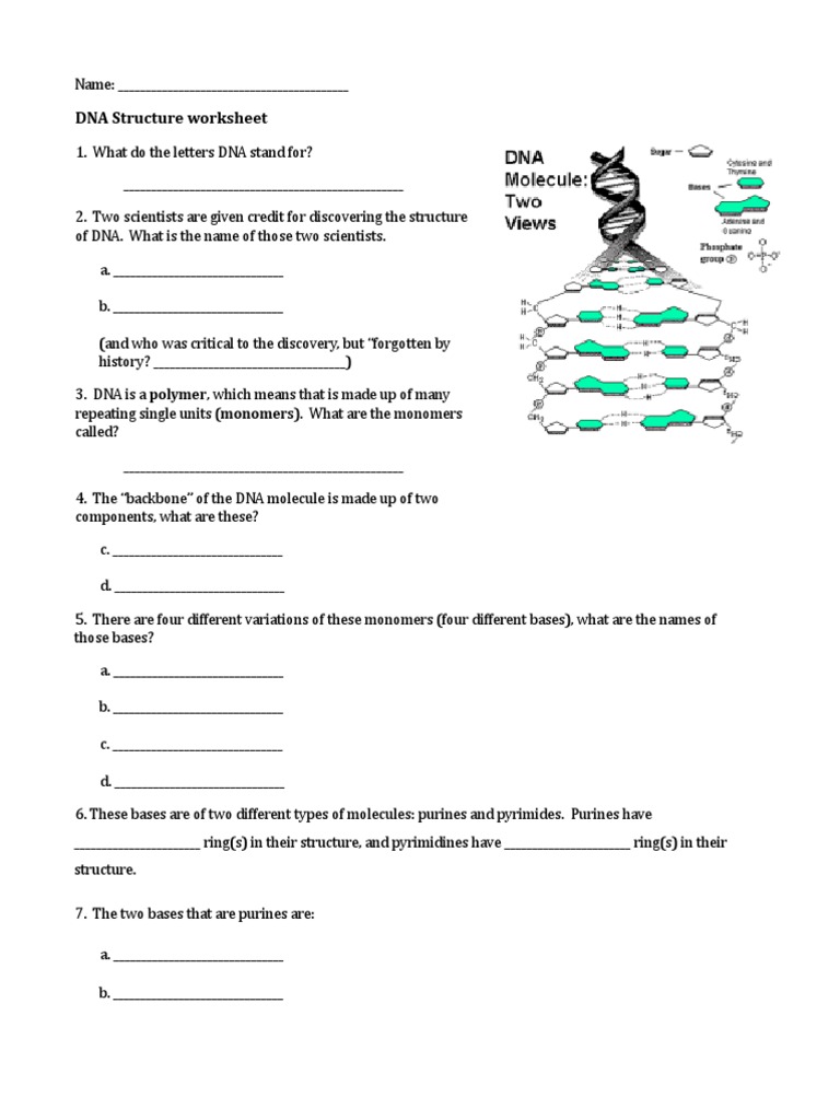 DNA Structure Worksheet and Activities | PDF | Dna | Biomolecules