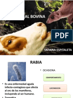 Rabia Bovina