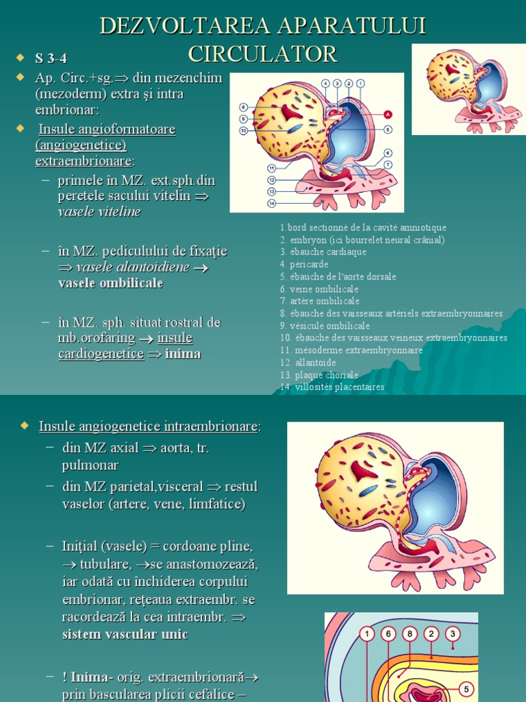 Cursul 3 Embrio - Dezvoltarea Aparatului Cardiovascular | PDF