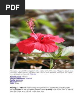 Hibiscus flower