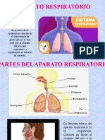 Aparato respiratorio: órganos, proceso y cuidados