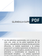 6. GLÃ_NDULA SUPRARRENAL