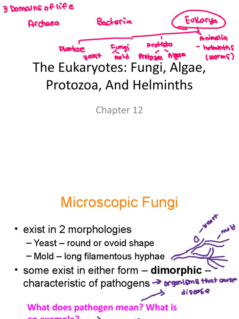 Bio 2 CH 12 Eukaryotes Fungi, Algae, Protozoa SP 21 W Notes | PDF ...