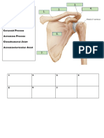 Shoulder Anatomy Interactive Worksheet