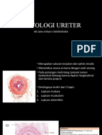 Histologi Ureter