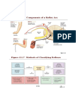 AAP Exam Revision Guide - Visual Pathway & Endocrine System Diagrams