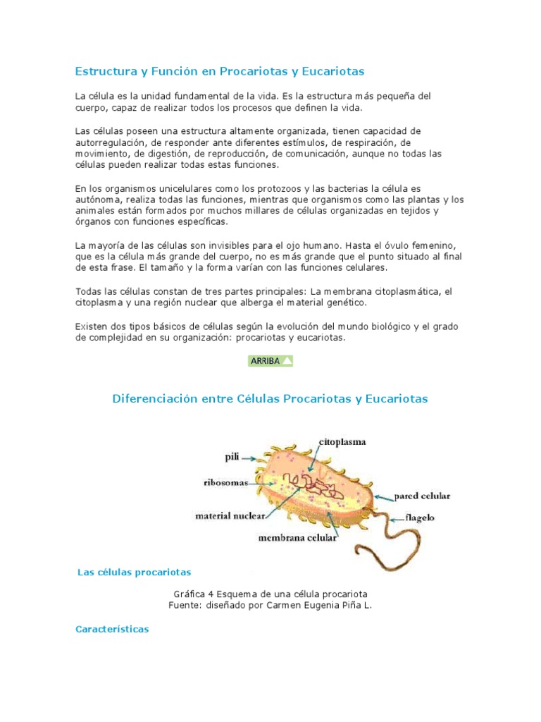Estructura y Función en Procariotas y Eucariotas | PDF | Citoplasma ...