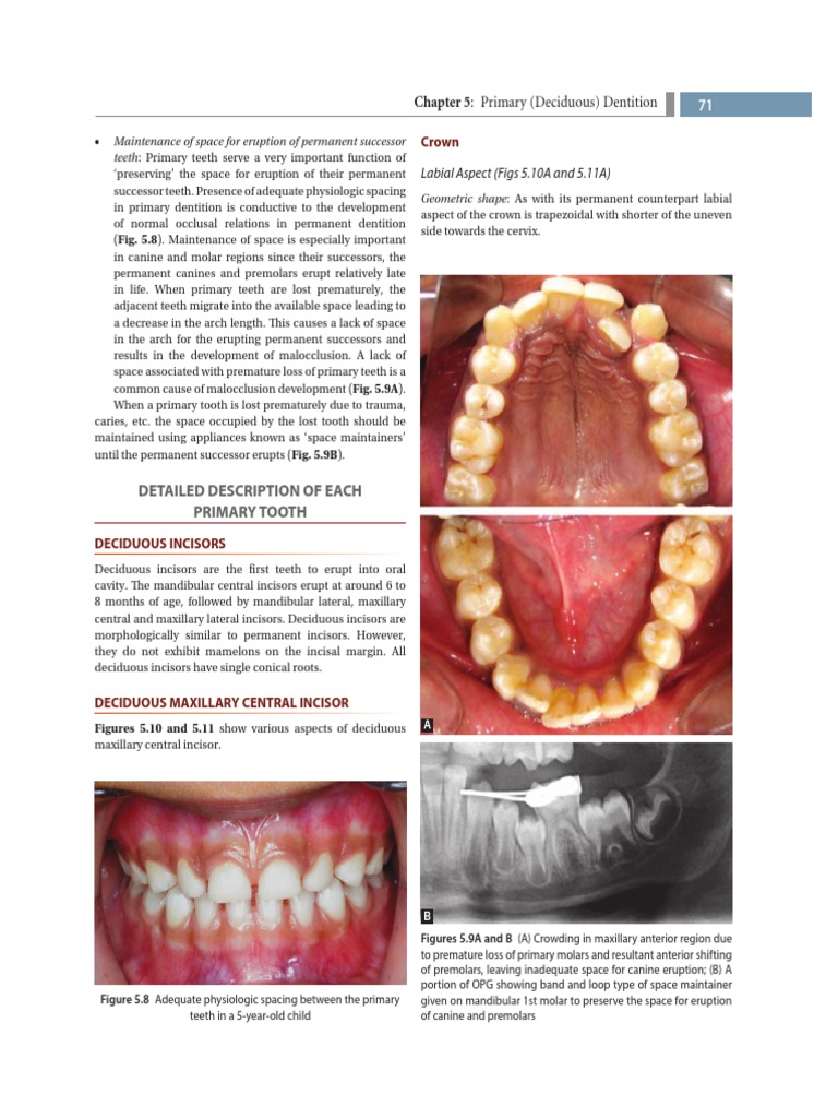 Textbook of Dental Anatomy, Physiology and Occlusion8997 PDF Human Head And Neck Human