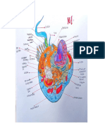 Fisiologi 2