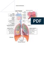 Aparato Respiratorio