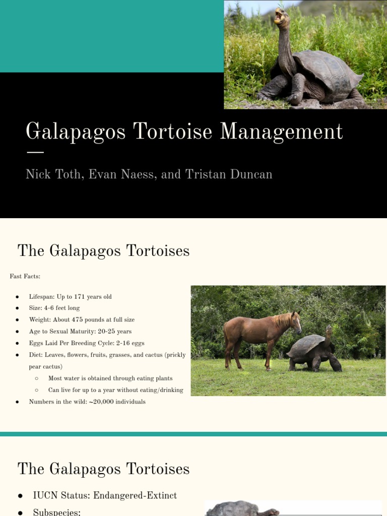 Tortoise Management Presentation | PDF | Galápagos Islands | Organisms