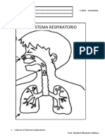 Colorea El Sistema Respiratorio. Prof. Maribel Miranda Valdivia