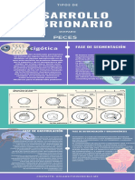 Infografía DE DESARROLO EMBRIONARIO (OVIPARO)