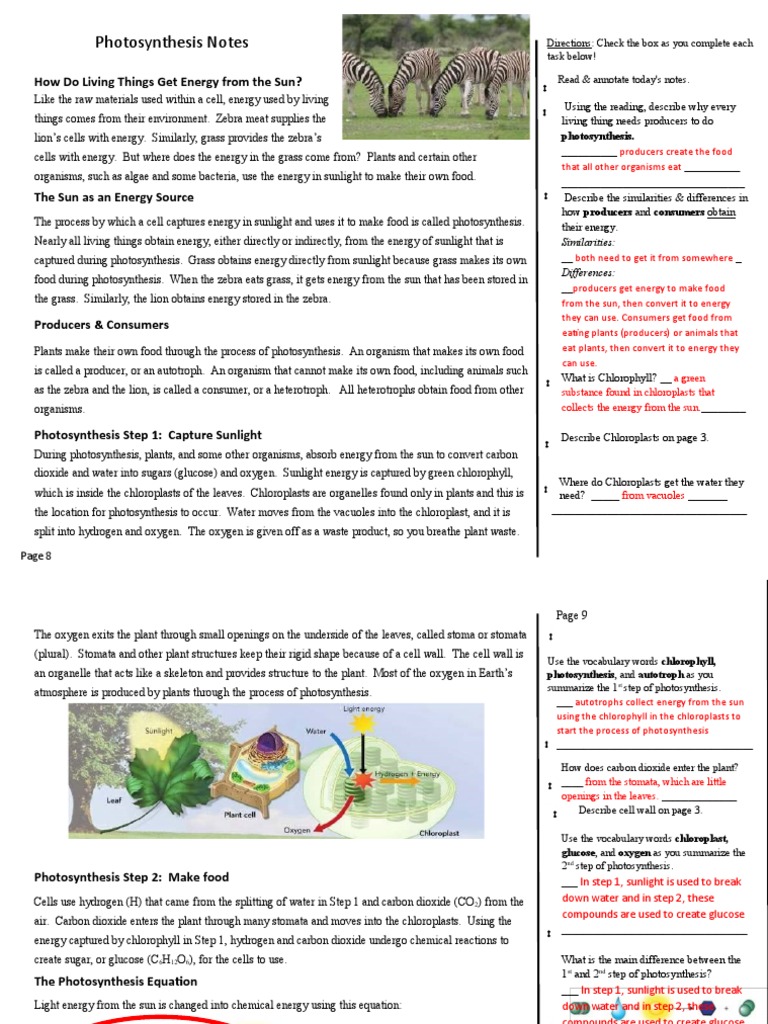 Day 113-116a Photosynthesis Active Notes ANSWERS | PDF | Photosynthesis ...