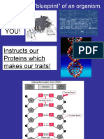 The "Blueprint" of An Organism.: Makes You You! Instructs Our Proteins Which Makes Our Traits!