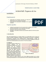 UTI-practica-6-b.-órganos-de-los-sentidos-2