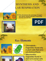 Photosynthesis-Repiration Power Point