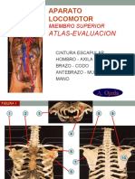 6 - Atlas-Miembro Superior