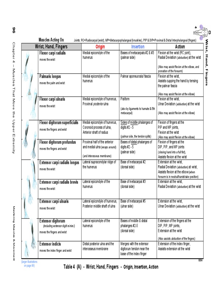 Wrist, Hand, Fingers: Origin | PDF | Finger | Anatomical Terms Of Motion