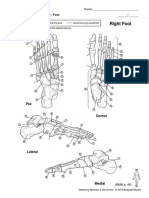 Right Foot: Worksheet: Bony Landmarks - Foot Name