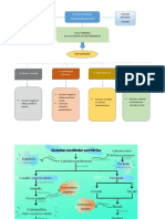 Mapas Conceptuales de Sistema Vestibular