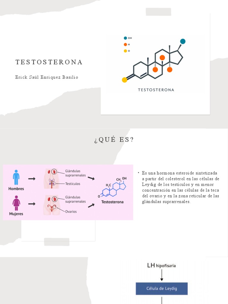 Testosterona | PDF