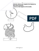 Digestive System - Diagram